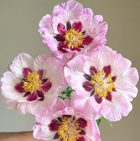 Whispering Silk (Su Sha Chan Yi) Rockii Tree Peony main product image