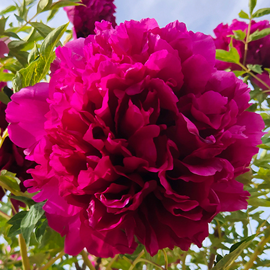 Fuchsia Giant (Gao Gan Hong Xiu Qiu) Rockii Tree Peony main product image