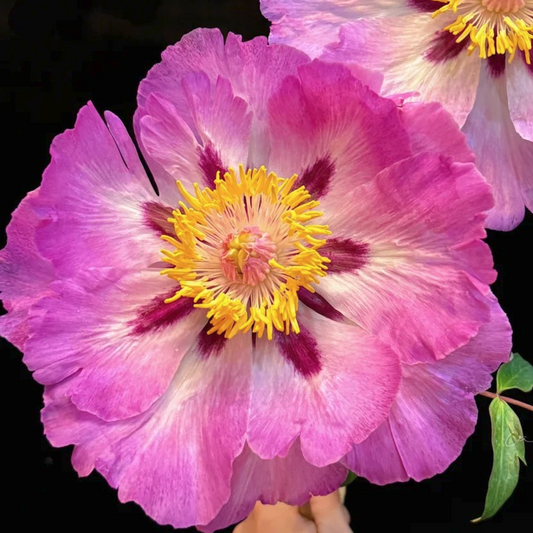 Fragrant Lotus Breeze (Shi Li He Xiang) Rockii Tree Peony main product image