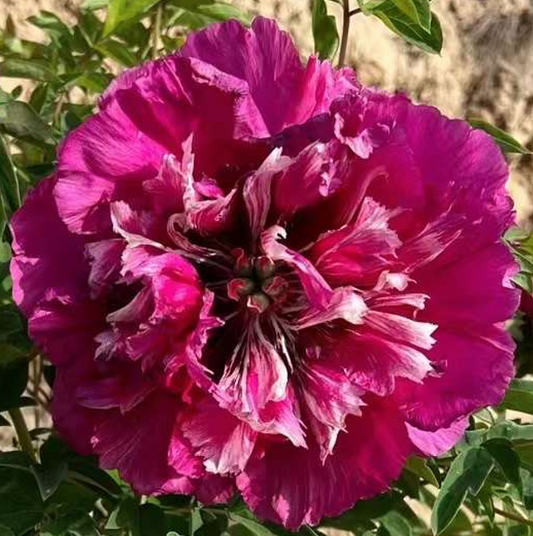 Dragons Chasing Pearl (Er Long Xi Zhu) Rockii Tree Peony main product image