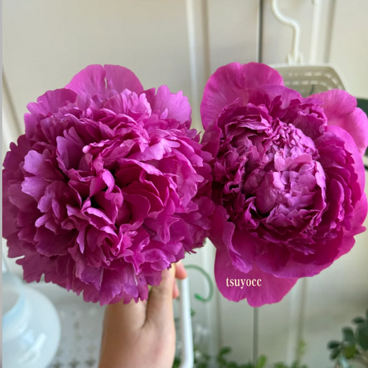 Crimson Orb (Lan Xiu Qiu) Rockii Tree Peony main product image