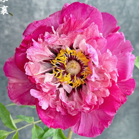 Coral Snow Cloak (Hong Zhuang Su Guo) Rockii Tree Peony main product image