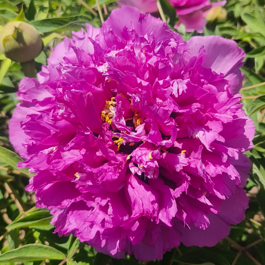 Dazzling Flame (Ju Hua Hong) Rockii Tree Peony main product image