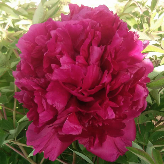 Incense Mist (Xiang Lu Zi Yan) Rockii Tree Peony main product image