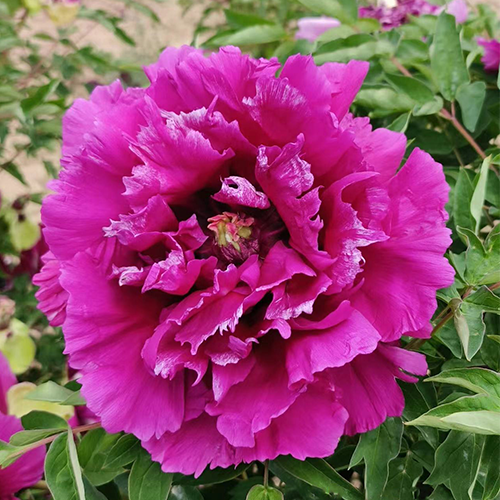 Ruffled Rose (Zou Mei Gui) Rockii Tree Peony main product image