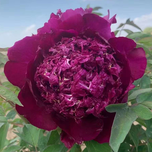 Chrysanthemum Moon (Zi Ju Ban Yue) Rockii Tree Peony main product image