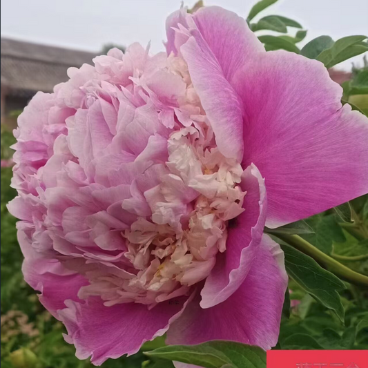 Pink Petticoats (Lan Yu San Tai) Rockii Tree Peony main product image