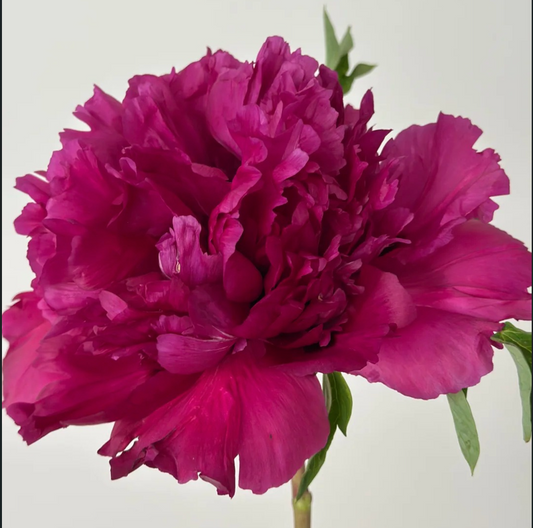 Fragrant Blaze (Xiang Nong Se Yan) Rockii Tree Peony main product image