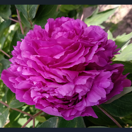 Crimson of Golden City (Jin Cheng Hong) Rockii Tree Peony main product image