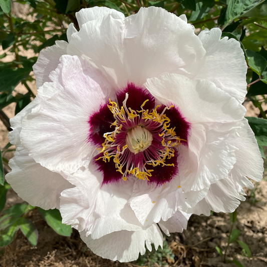 Century Star (Shi Ji Ju Xing) Rockii Tree Peony main product image
