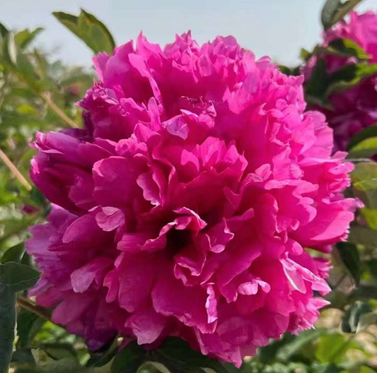 Jazz Party (Li Xiang) Rockii Tree Peony main product image