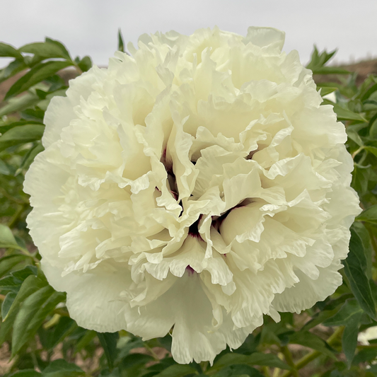 Fluffy Cream (Yu Ban Xiu Qiu) Rockii Tree Peony main product image