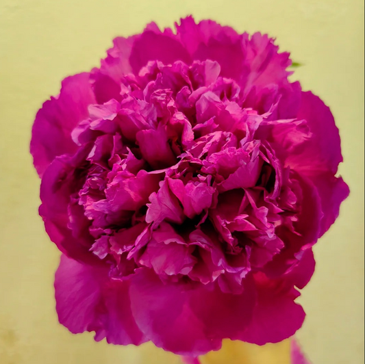 Fuchsia Spheres (Feng Hua Xiu Qiu) Rockii Tree Peony main product image