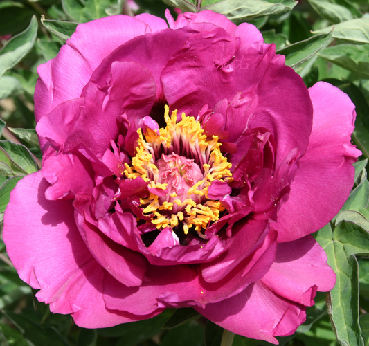 Gansu Joy (Long Yuan Hong) Rockii Tree Peony main product image