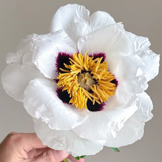 Moonlit Shadow (Tian Shan Xue Lian) Rockii Tree Peony main product image