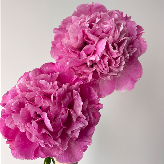 Rose Diamond (Hong Guan Yu Zhu) Rockii Tree Peony main product image