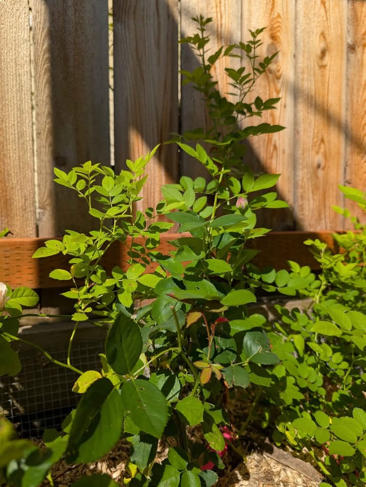 Juliet lookalike Hanxian climbing garden rose plant large flower bush deciduous shrub