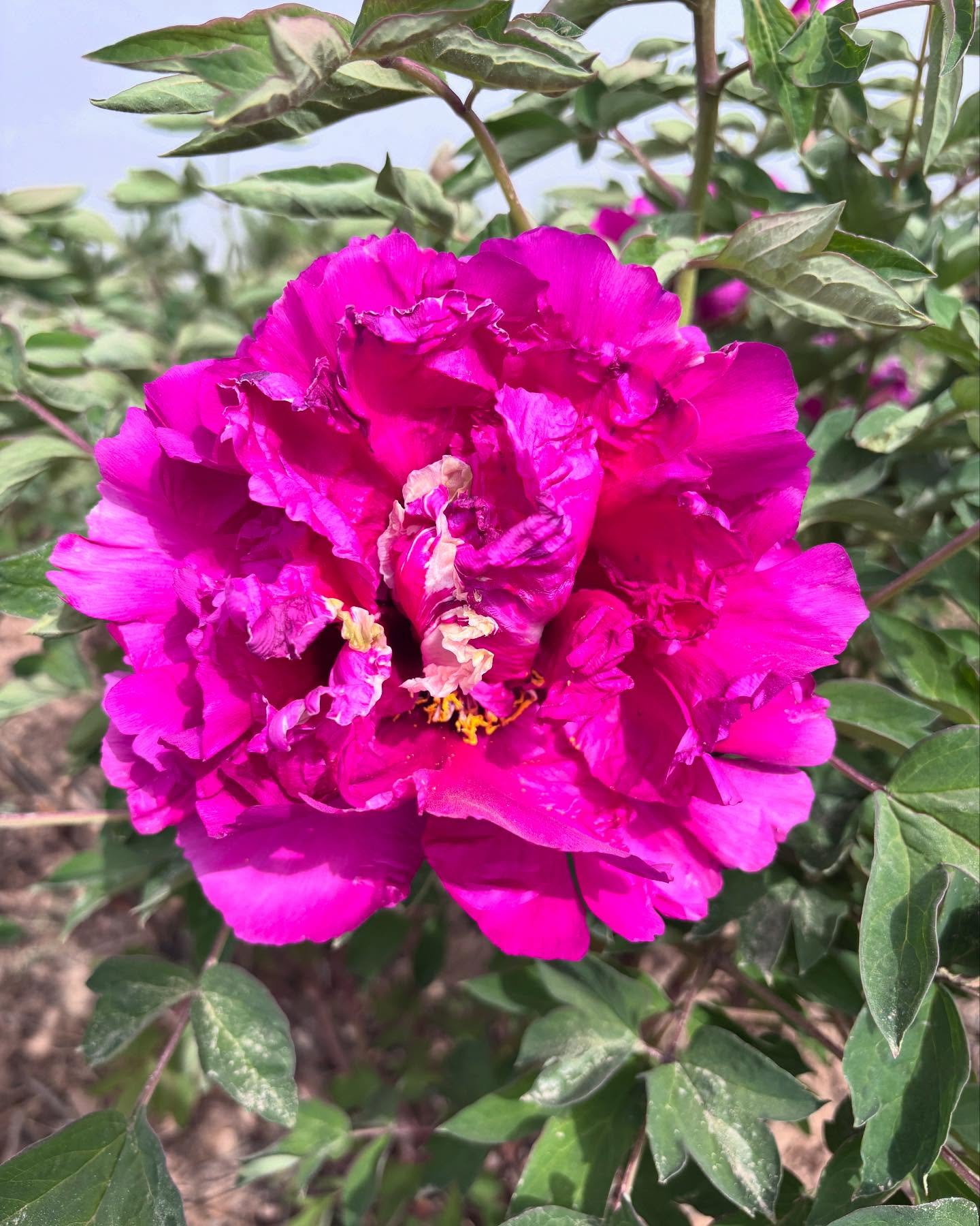 "Red ocean green dragon" large flower tree peony