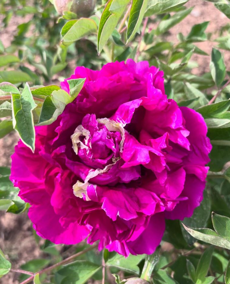 "Red ocean green dragon" large flower tree peony
