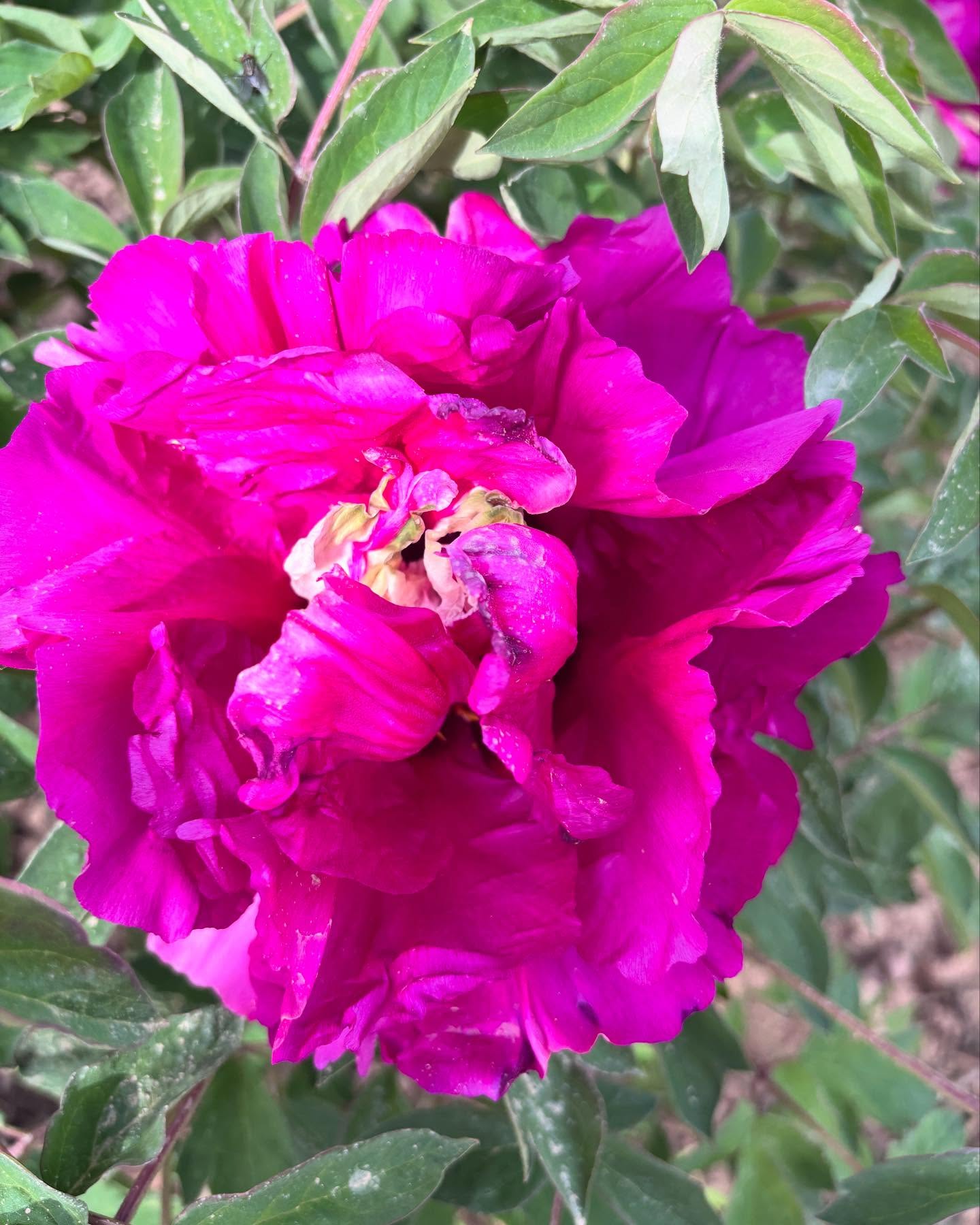 "Red ocean green dragon" large flower tree peony