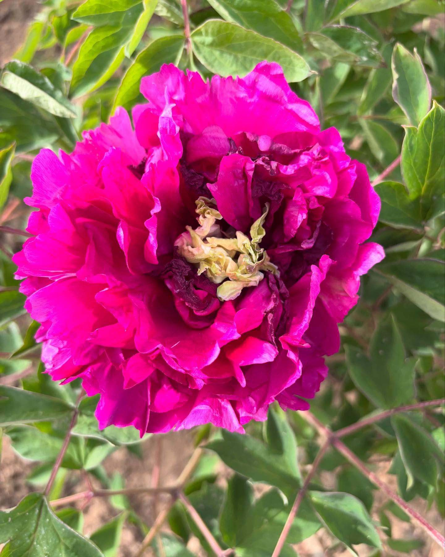 "Red ocean green dragon" large flower tree peony