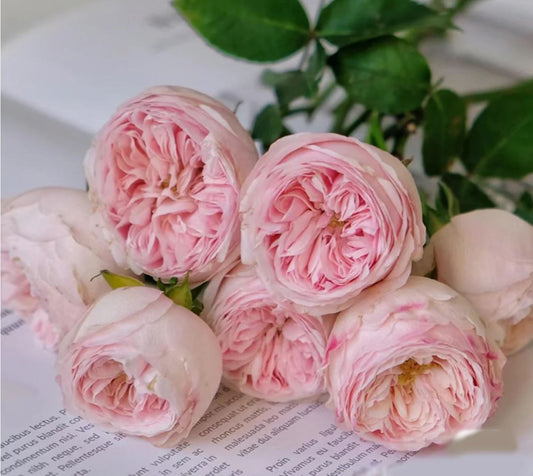 Mansfield Park lookalike garden rose plant large flower bush deciduous shrub