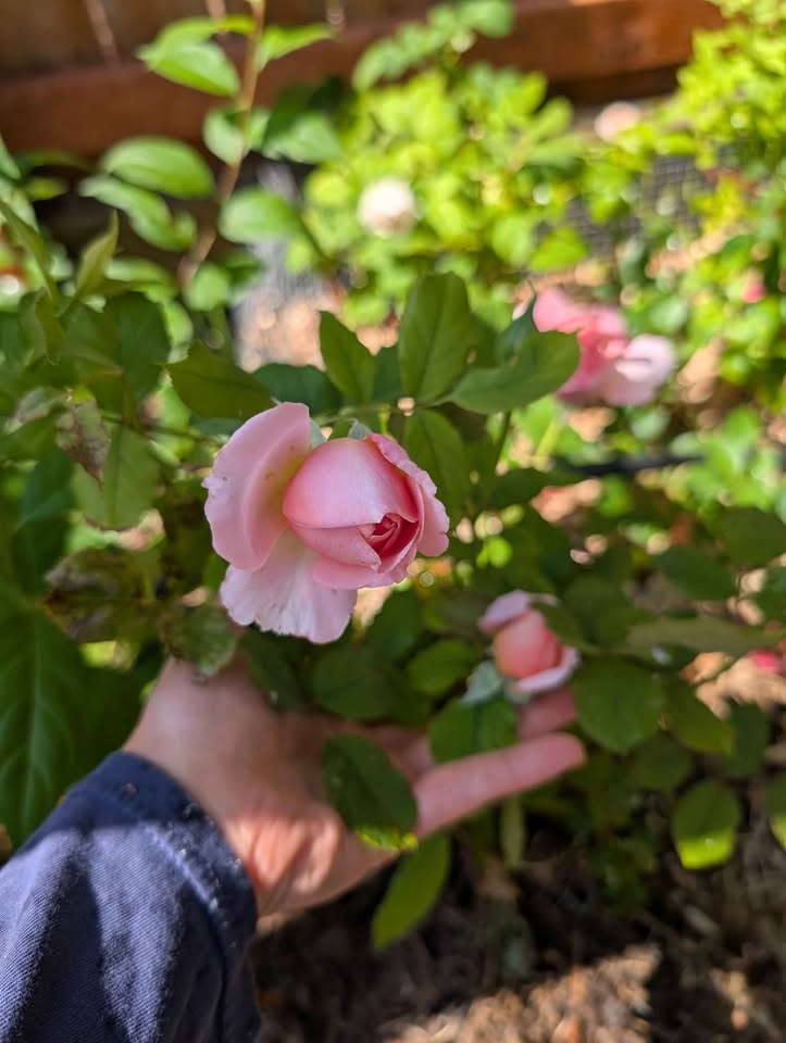 Yellow & pink wedding garden rose plant large flower bush deciduous shrub