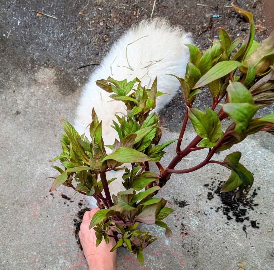"Youthful" large flower tree peony