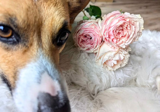 Tsumugi lookalike garden rose plant large flower bush deciduous shrub