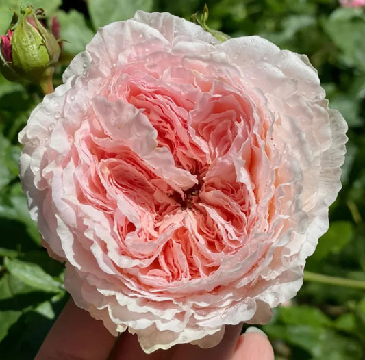 Tsumugi Fuli Wabara rose plant large flower bush deciduous shrub