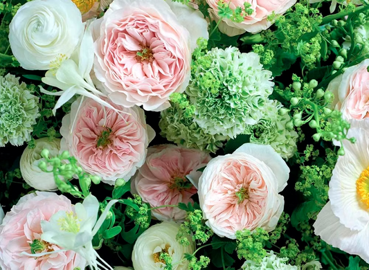 12 roses Charity David Austin deluxe, unique garden roses