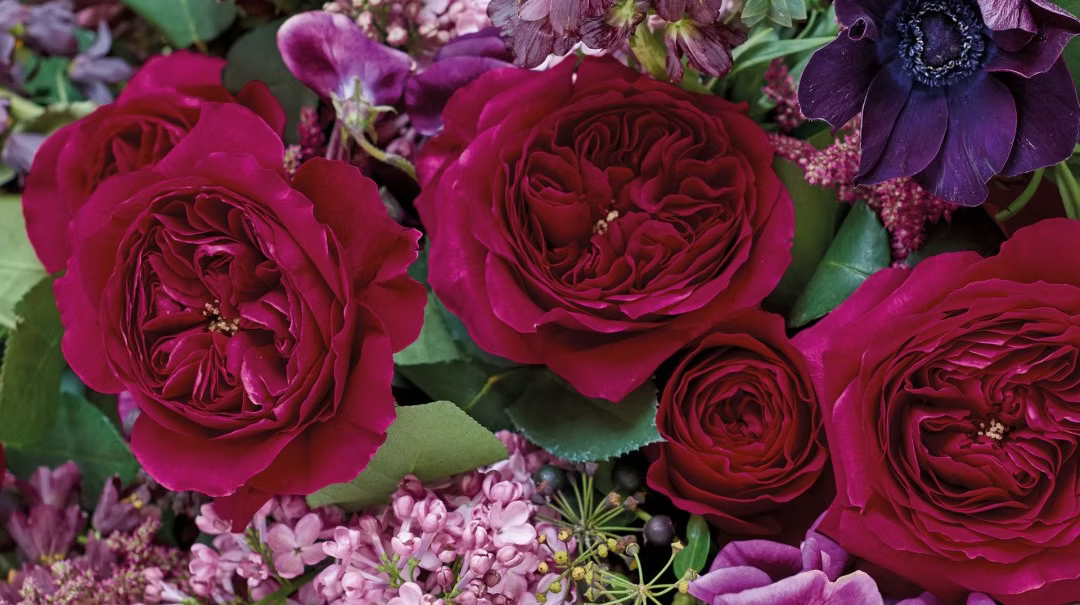 12 roses Darcy David Austin, deluxe, unique garden roses