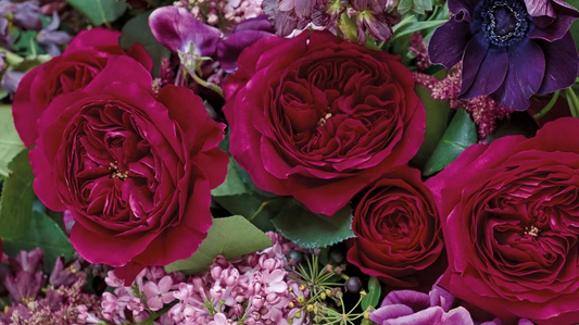 12 roses Darcy David Austin, deluxe, unique garden roses