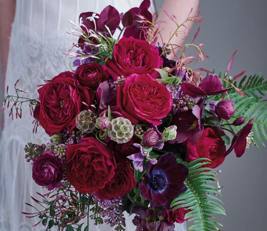 12 roses Darcy David Austin, deluxe, unique garden roses