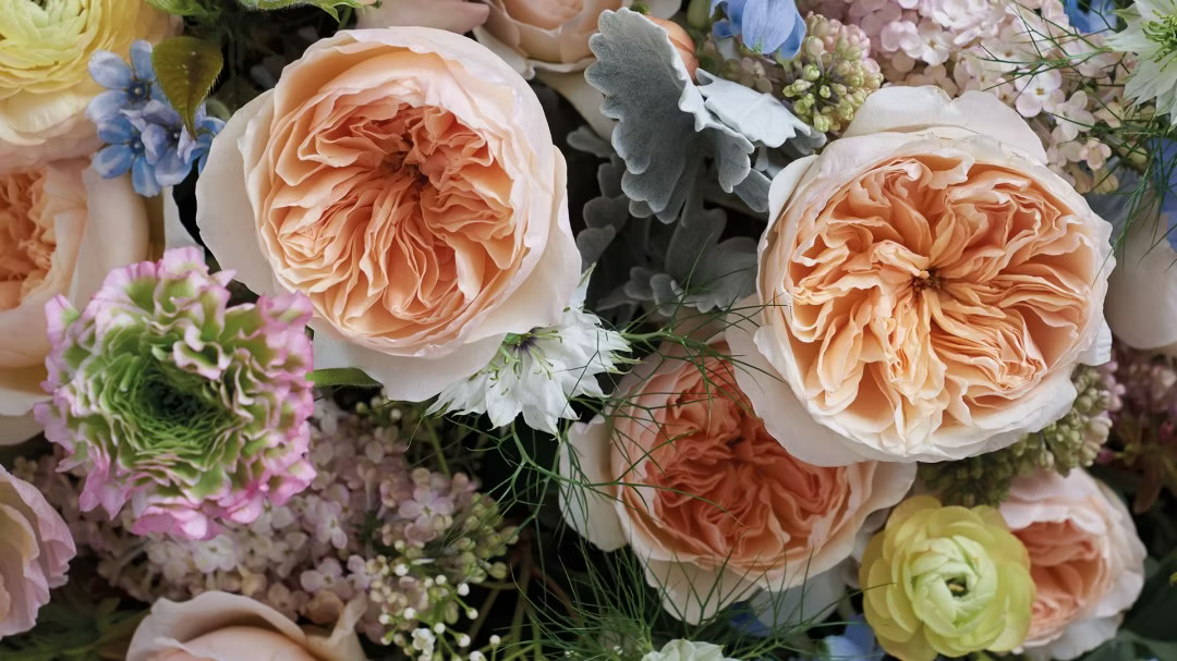 12 roses Juliet (Ausjameson) David Austin deluxe, unique garden roses