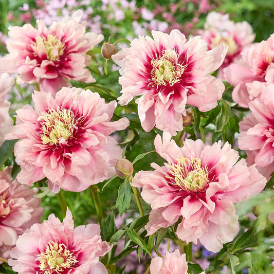 Caroline Constable ITOH peony