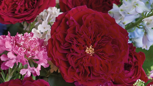 12 roses Tess David Austin, deluxe, unique garden roses