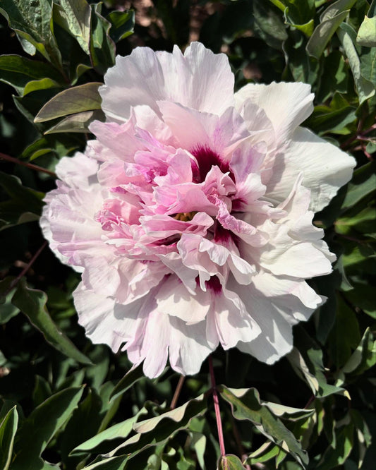 "Evenly matched" large flower tree peony
