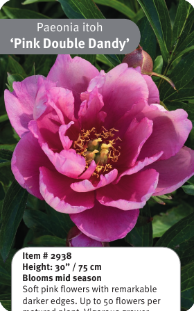 Pink Double Dandy Itoh Peony