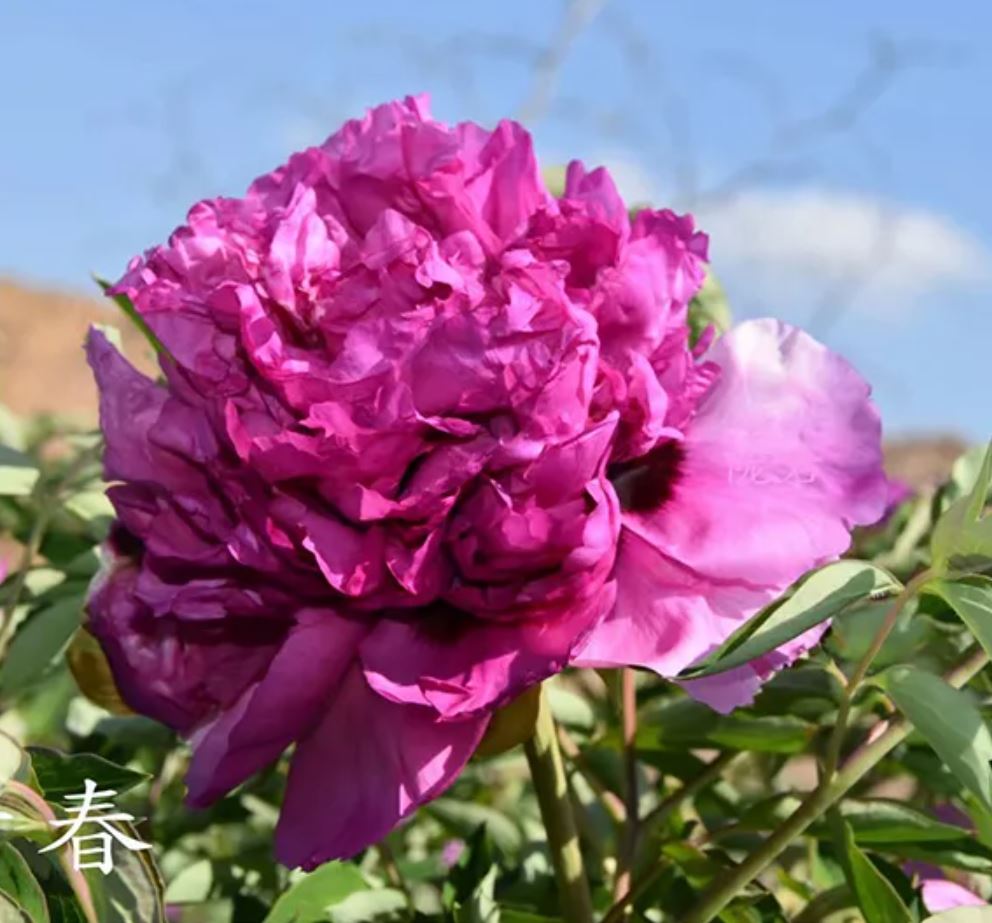 "Youthful" large flower tree peony