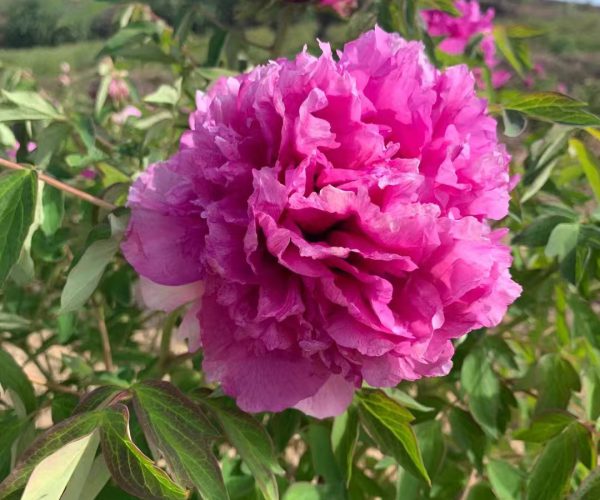 "Youthful" large flower tree peony