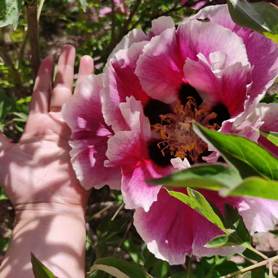 "Sun & Moon in harmonious glory" large flower tree peony