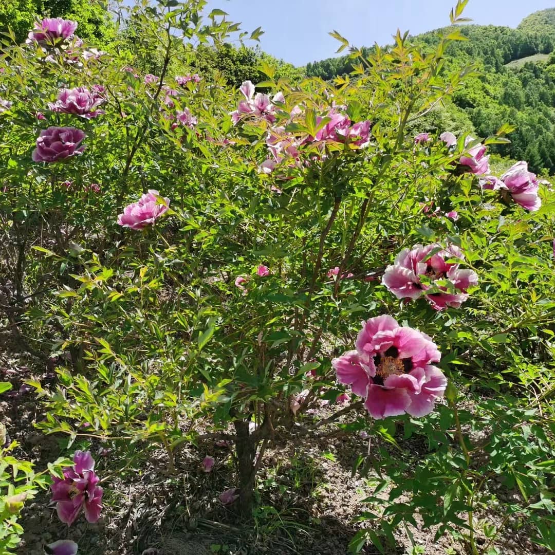 "Sun & Moon in harmonious glory" large flower tree peony