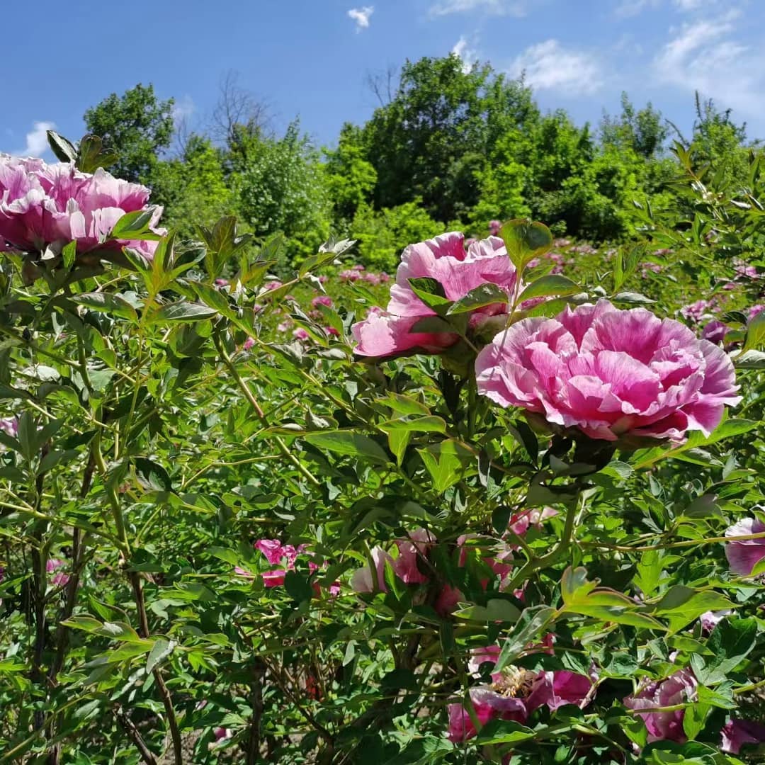 "Sun & Moon in harmonious glory" large flower tree peony