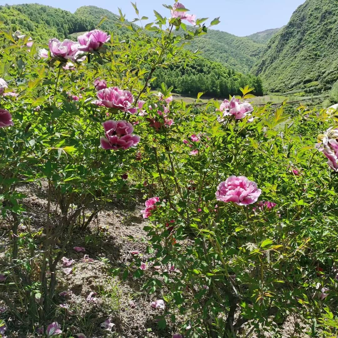 "Sun & Moon in harmonious glory" large flower tree peony