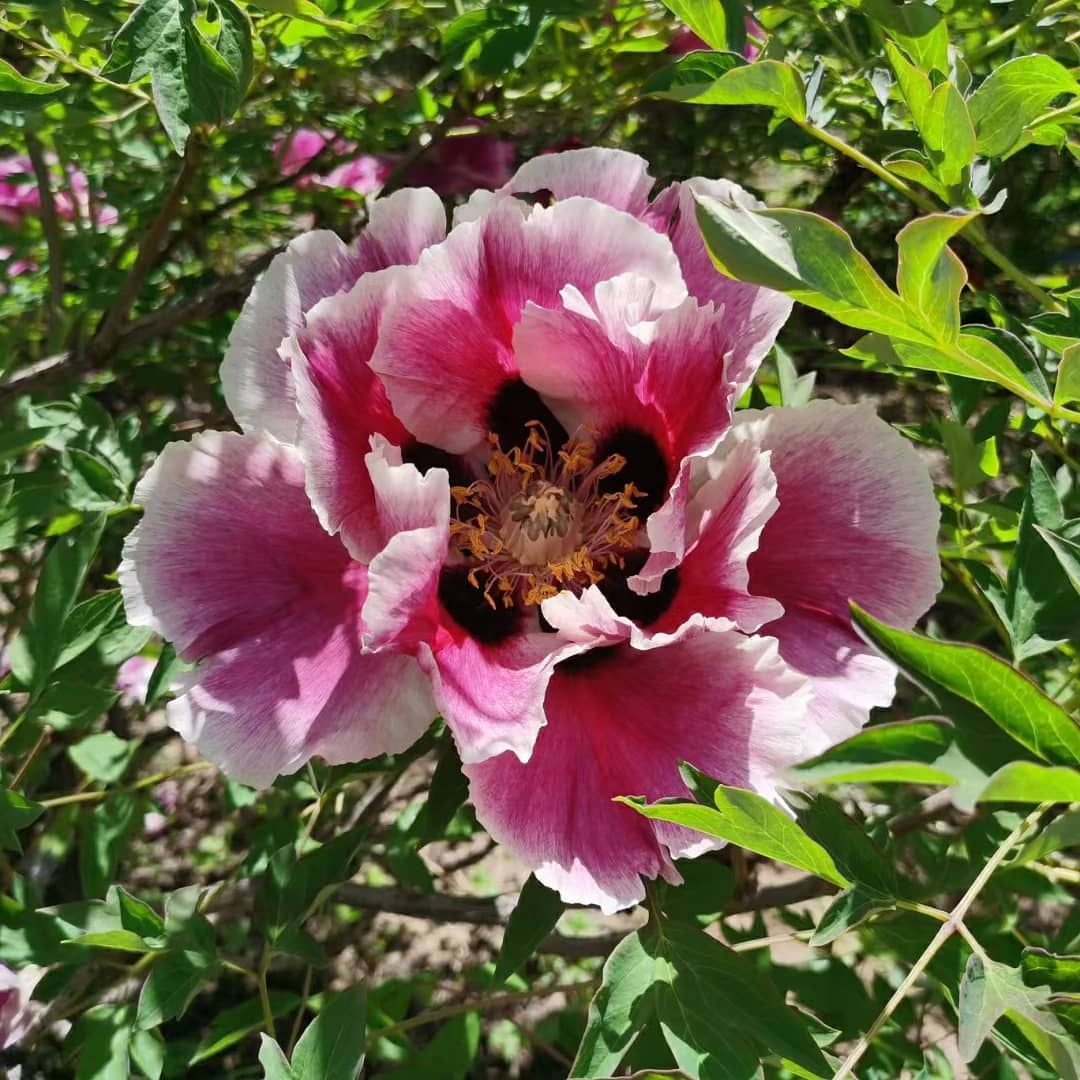 "Sun & Moon in harmonious glory" large flower tree peony