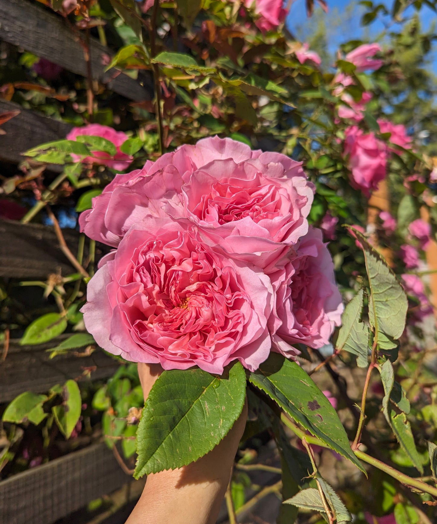 New rose garden rose plant flower bush shrub