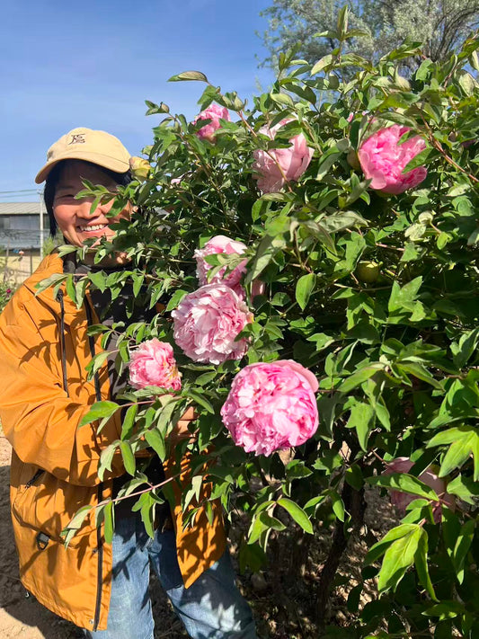 Tao Rong tree peony