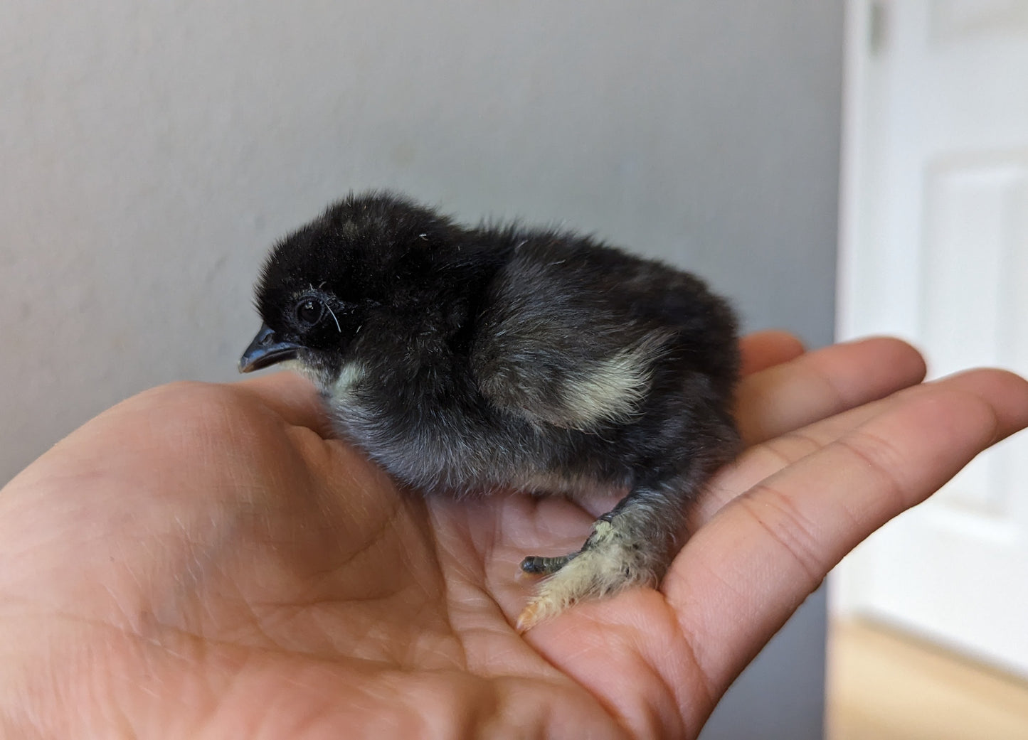 2 baby silkie chicks
