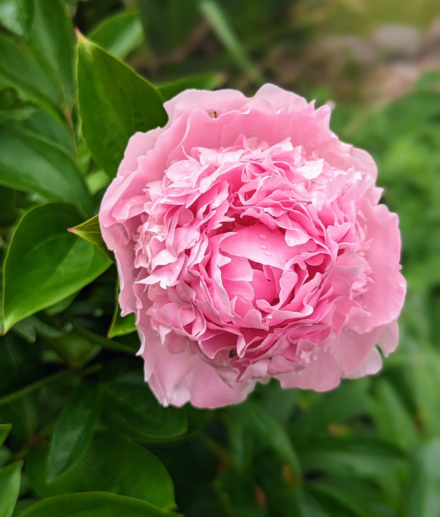5 mixed mysterious herbaceous peony